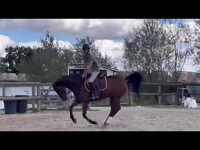 Caballo castrado Pura Sangre En venta 2021 Bayo por LAW DEPUTY (IE), PS