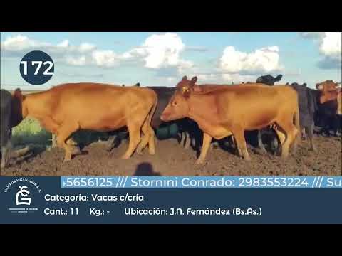Lote Vaca c/ Cría -Juan N. Fernandez Bs As