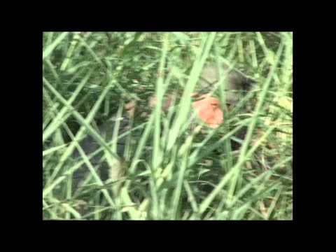 Trailer | Tacacho | Felipe Monroy