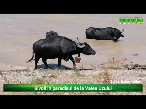 Bivoli la Valea Uzului