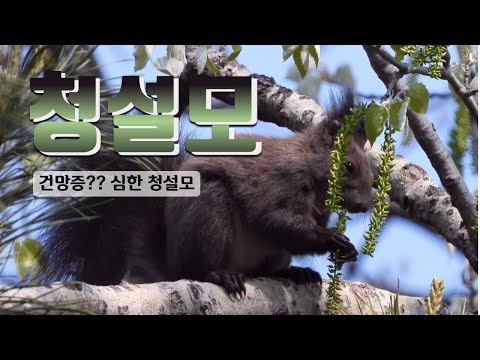 건망증?? 심한 나 - 청설모