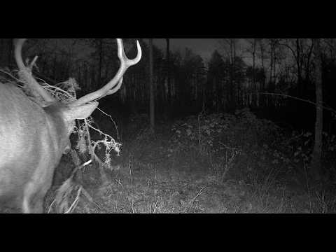 Sur les terres de Bourgogne Epi 8 cerfs, chat forestier...#animauxsauvages #cerf #wildlife #trailcam