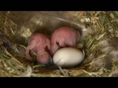 BuitenGewoon 19-06-2012 Waardenburg