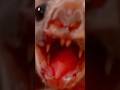 Sabias que los Vampiros si existen? #curioso