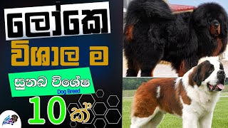 10 Largest Dog Breeds In The World Sinhala  TECH A