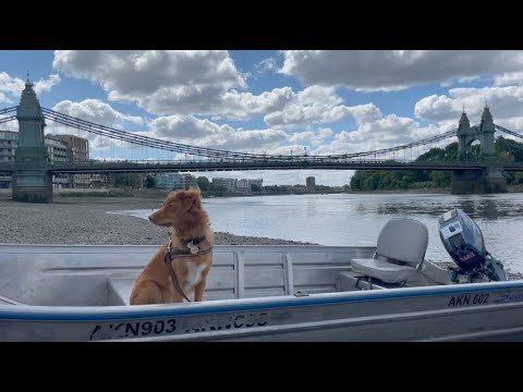 Auriol Kensington Rowing Club