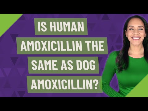 Is human amoxicillin the same as dog amoxicillin?