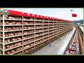 Inside China’s 26 Story Pig Skyscrapers Raising Millions of Pigs – Billion Dollar Pork Farming DEFAULT Thumbnail