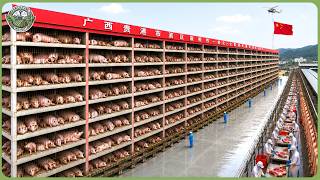 Inside China’s 26 Story Pig Skyscrapers Raising Millions of Pigs – Billion Dollar Pork Farming MQDEFAULT Thumbnail