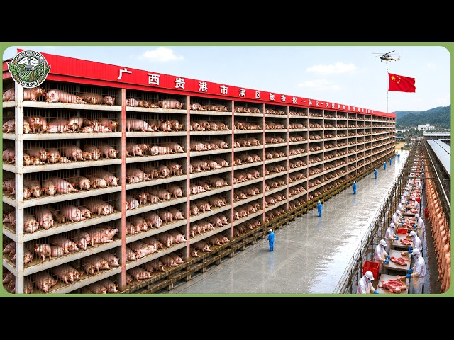Inside China’s 26 Story Pig Skyscrapers Raising Millions of Pigs – Billion Dollar Pork Farming SDDEFAULT Thumbnail