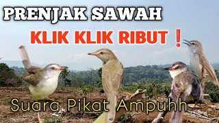 Download lagu SUARA PIKAT PRENJAK SAWAH ATAU PRENJAK KLIK-KLIK PALING AMPUH 2026 mp3