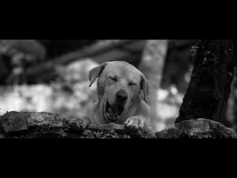 LALÁ - Irish Blessing [official]