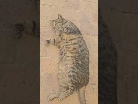 Sunbathing Theodora  #cat  #catlover