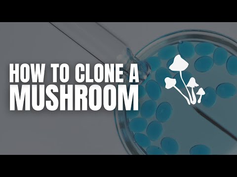How To Clone A Mushroom! Unveiling the Secrets of Mushroom Cloning: Master the Art Now!