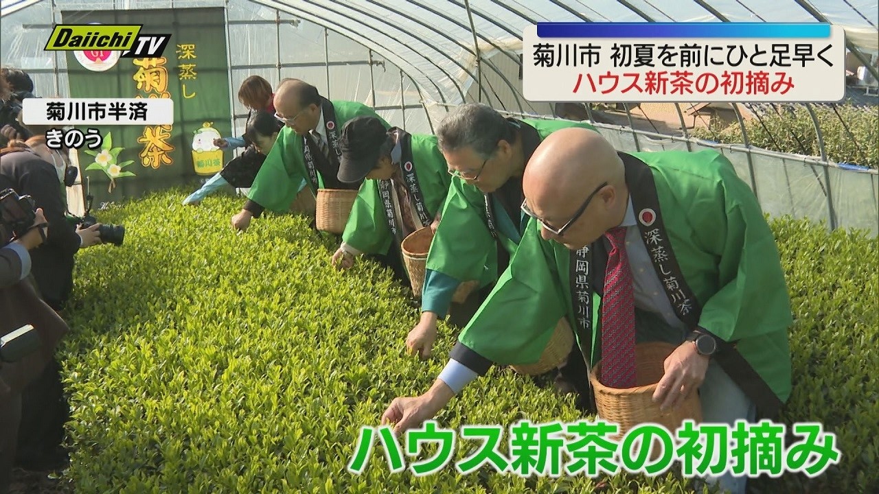 ビニールハウスで新茶の初摘み　収穫されたお茶は茶業発展に尽くした人たちの供養祭に献上される（静岡・菊川市）