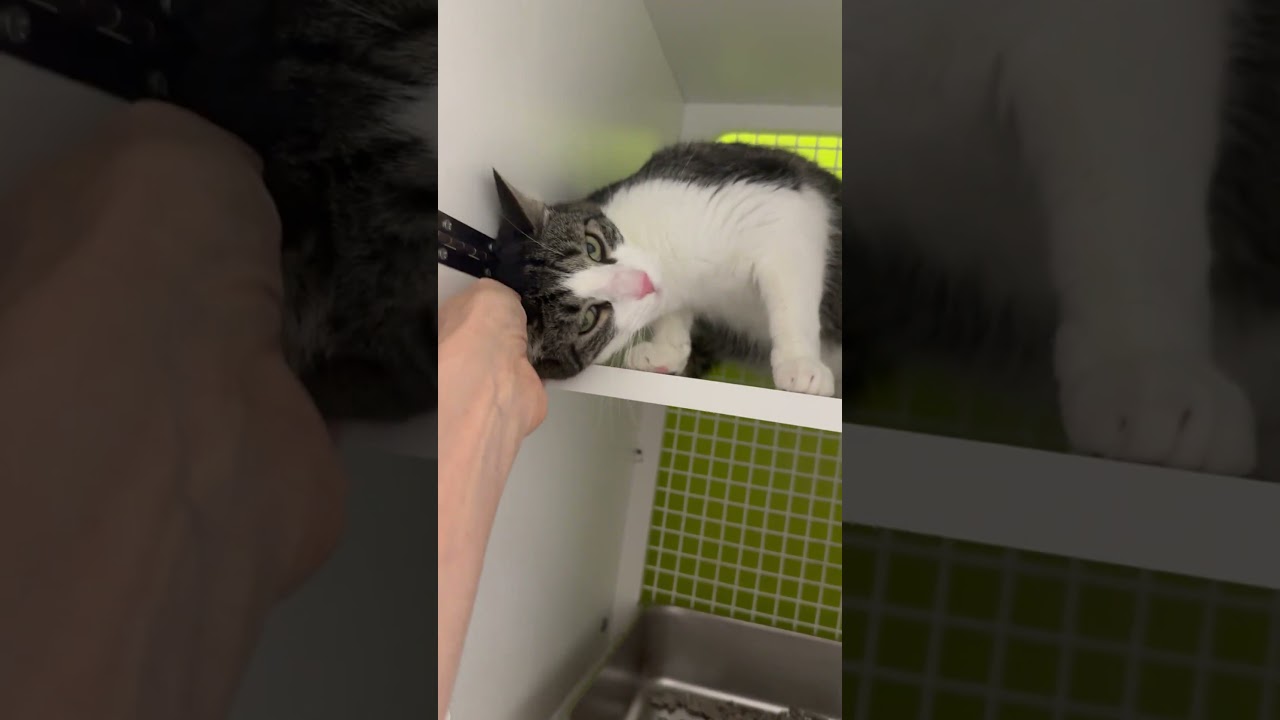 Yoko, an adopted mixed breed in New York, NY video 2/4