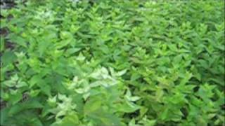 preview picture of video 'Dried Flower Arrangements - Harvesting Mint'