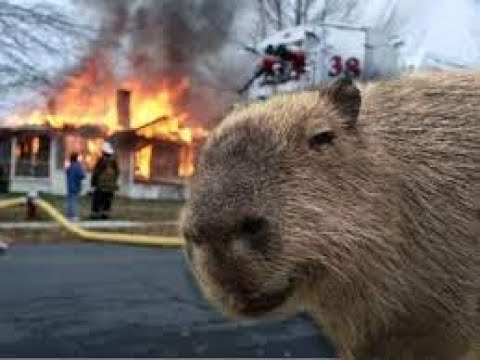 Epic Punkus Showdown 3