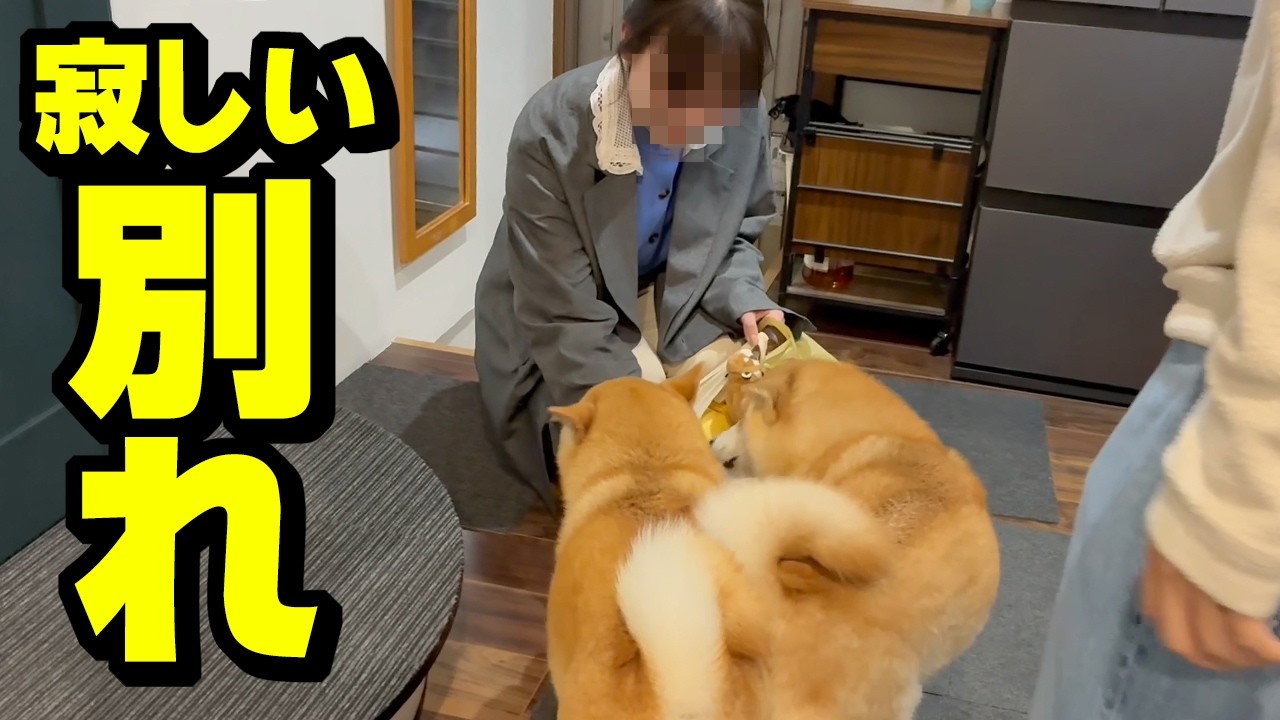 兄の彼女が別れを告げに来ました…柴犬姉妹と仲良くなれた矢先