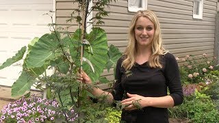 Planting a Bloodgood Japanese Maple