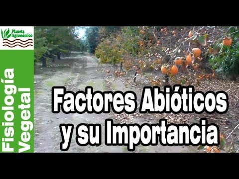 Sintomatología vegetal 🍁🍂 (2-9) FACTORES ABIÓTICOS 🌦️ y su influencia