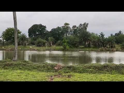 Village grassland and pond . Beautiful nature.
