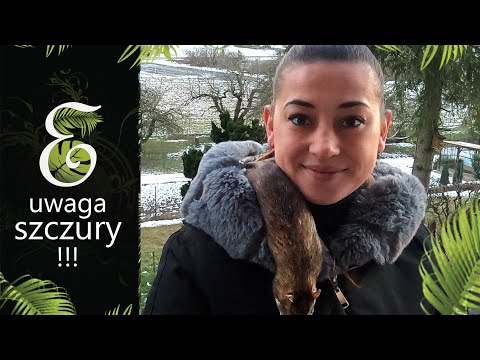 I Domesticated a Wild Rat! The Truth About Wild and Farm Rats. How to Get Rid of Rats?