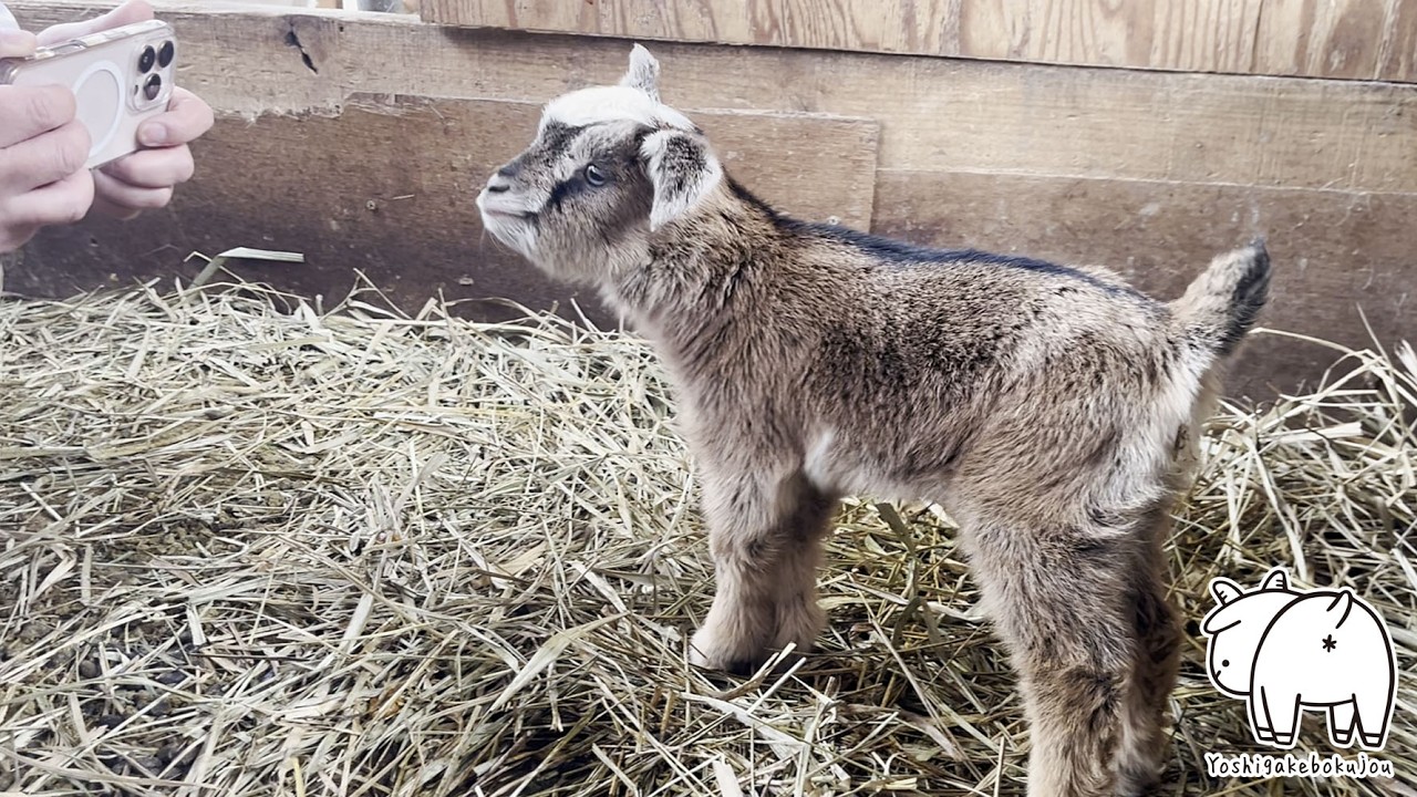 【初対面】生後1日のもふもふ子ヤギにメロメロｗ #shorts 　2026年3月3日　吉がけ牧場　#ヤギ牧場