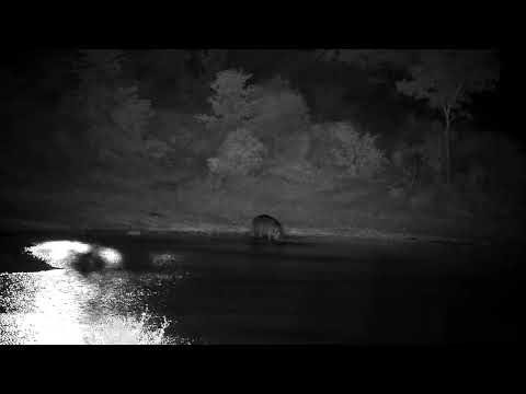 Djuma: Hippo arrives - 19:58 - 02/06/2023