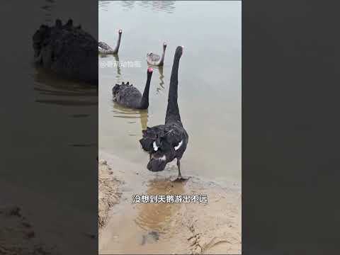 男子意外发现一只被困天鹅，好心救助后，竟收获特殊缘分！ #animals #奇妙的動物