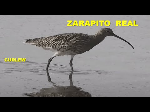 ZARAPITO REAL | CURLEW | Numenius arquata