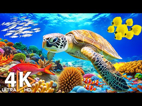 4K Deep Sea - Stunning Coral Reef, Fish, Jellyfish & Relaxing Sleep Meditation Music #16