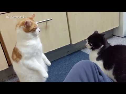 Jealous Cat Doesn't like It When Other Cat Sits On Owners Lap