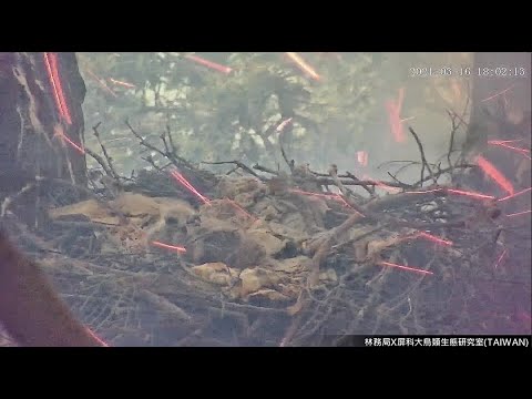 研究員急哭了！全台首次黑鳶巢直播 上線前一刻巢樹下方竟失火 - 生活 - 自由時報電子報