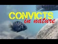 Convict cichlids in nature: Amatitlania and Neetroplus in Costa Rica!