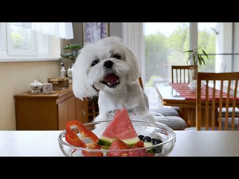 THIS IS MY MALTESE DOGS' FAVOURITE THING 😍