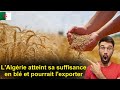 🚨. Algérie : Des dunes de blé dans le Sahara algérien : Une bonne récolte cette année