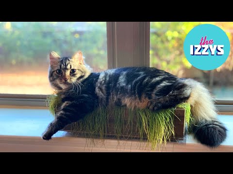 Our cat grass isn't working like we expected