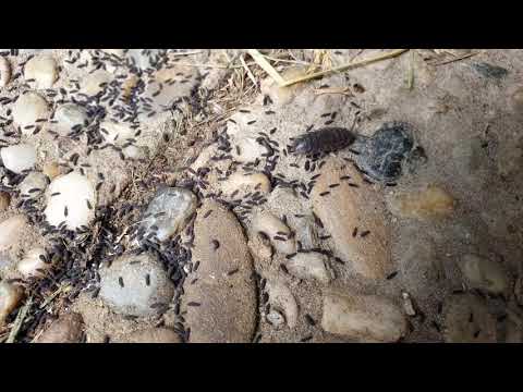 Kellerassel Babys - Nachwuchs bei den Kellerasseln