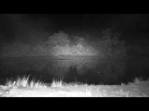 Djuma: Second Hippo has arrived at the dam - 04:30 - 07/17/21