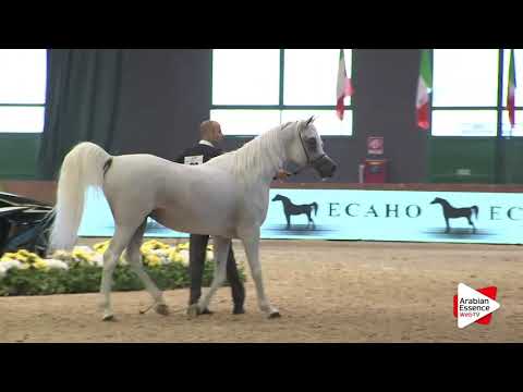 Milan SEWC 2016   Class 5A   Stallions