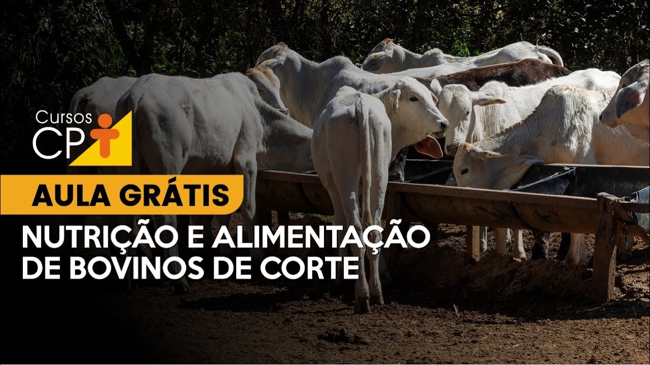 Aula Grátis - Nutrição e alimentação de bovinos de corte l Cursos CPT