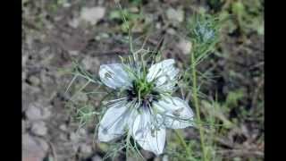 preview picture of video 'Mes Jolies Fleurs de 2014'