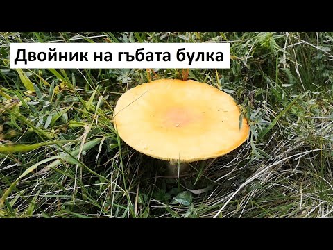 Двойник на гъбата булка