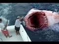 GOD SAVES MAN FROM GREAT WHITE SHARK ...