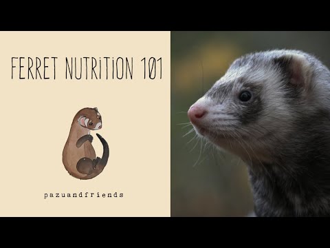 The Ultimate Ferret Nutrition Guide