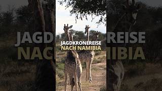 Jagdkroneexklusivreisen 🇳🇦 Dickbuschpirsch in Namibia 2026 - Teil 1 von @jagdkrone⁩