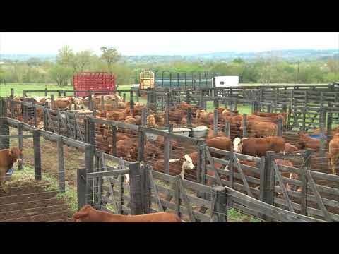 Remate de ganado: el viernes de la semana que viene en Fachinal