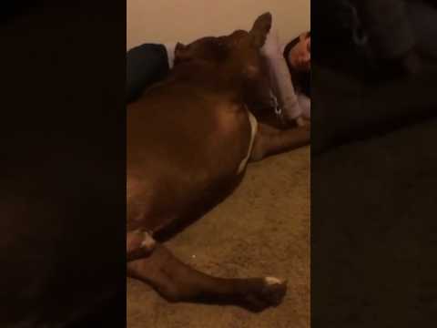 MONSTER 185lb PITBULL #dog #youtubeshorts #shorts