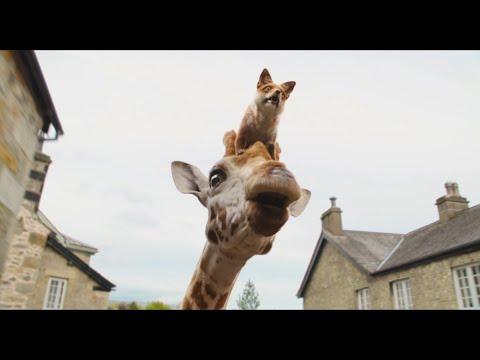 キリンの花澤香菜&キツネの沢城みゆき、息ぴったりなドタバタシーン！映画『ドクタードリトル』日本語吹替え版本編映像